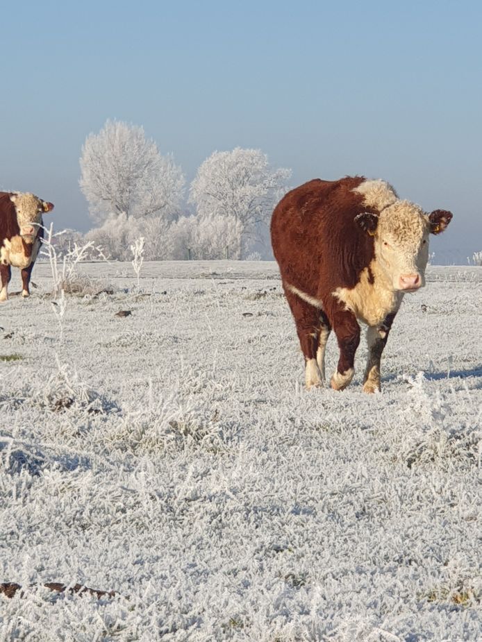 De IJsseldijk in Zwolle gaf een winters beeld door de aangevroren rijp.