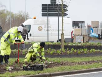 Wielerstad is ook bloemenstad: Oudenaarde plant nog snel een paar duizend paaslelies voor de Ronde