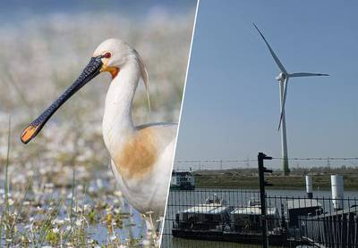 Twee nieuwe windturbines liggen al maanden verplicht stil door één dode vogel: “Soort is beschermd, dus mogen niet meer draaien tijdens trekseizoen”
