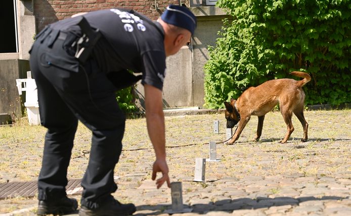 Vandaag toonde de politie hoe ze juist werken met de cashhonden en hoe de dieren worden opgeleid.