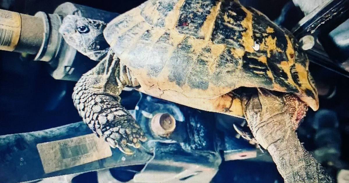 Simple maintenance turns into bizarre rescue: German garage owner frees trapped turtle |  outside