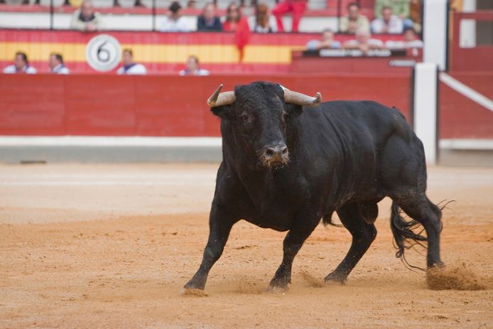 Torero (20) spaart leven van stier die hem herhaaldelijk spietste, Buitenland