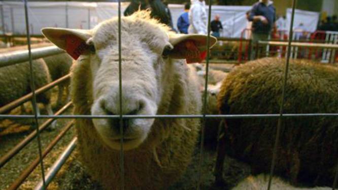 Zonder verdoving lijden dieren minstens twee minuten