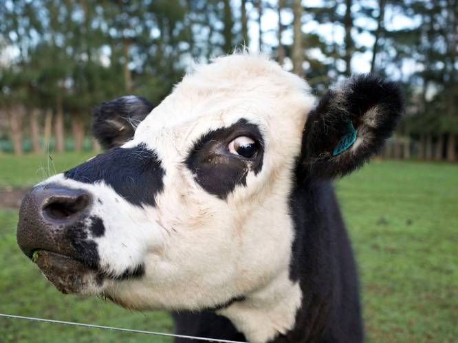Nieuw-Zeeland gaat meer dan 100.000 koeien afmaken