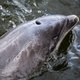 Oproep: ‘Laat dolfijn Zafar met rust’