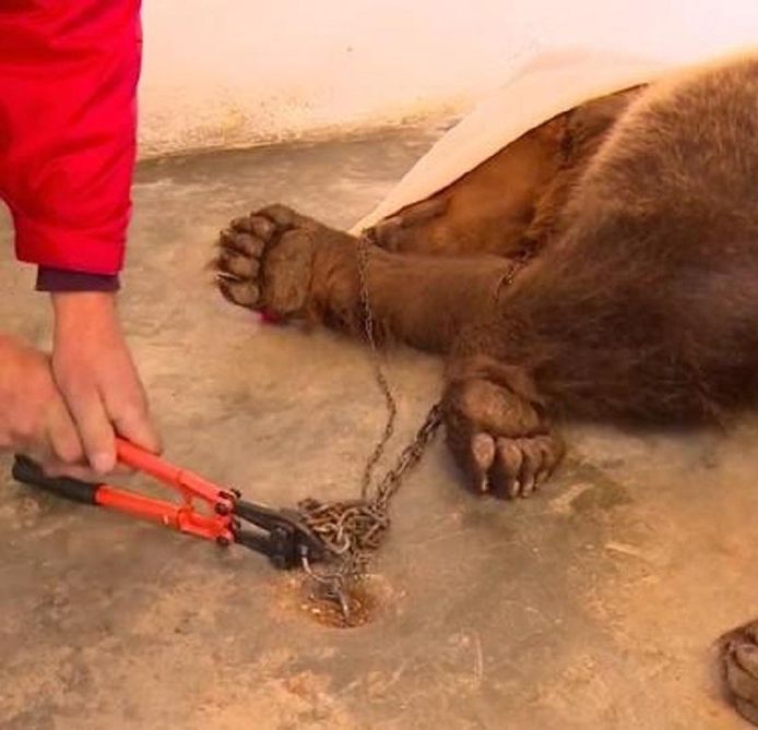 Four Paws International