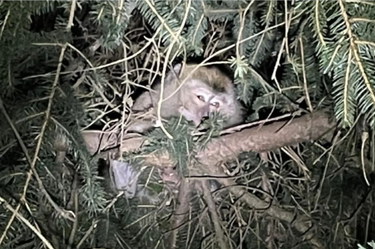 Een van de ontsnapte apen die de politie weer wist te vangen