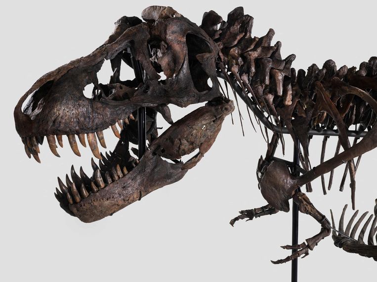 Een foto van het skelet van de Tyrannosaurus Rex die door het Zwitserse veilinghuis Koller onder de hamer gaat. Beeld AFP