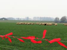 Zeeland is nu officieel ‘risicogebied wolf’; boeren krijgen geld om schapen te beschermen