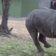 Waarom de neushoorn écht uitsterft (filmpje)