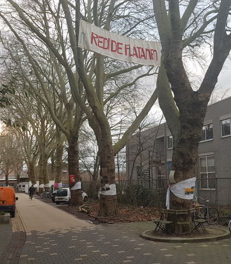 Den Bosch en bewoners zoeken mogelijkheden om bomen aan Boschveldweg te behouden