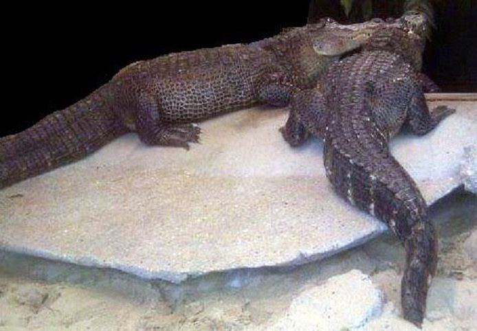 De politie maakte deze foto van de twee bijtgrage beestjes, die het drugsgeld bewaakten.