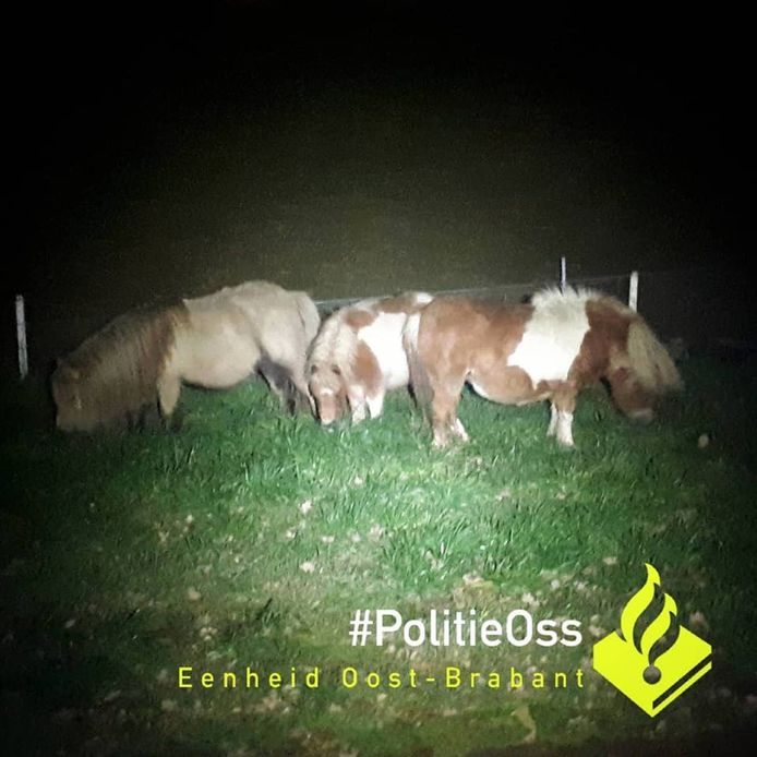 Ontsnapte pony's in Berghem weer gevangen.