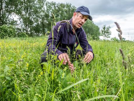 De natuur van Gelderse Poort is klaar voor edelhert, de mens moet er nog aan wennen  