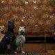 ‘Isle of Dogs’: prachtanimatie om van te kwispelen