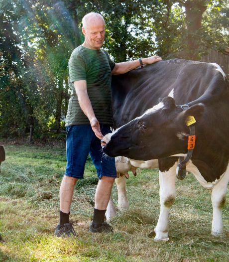 Een therapeutisch bad in plaats van slachthuis voor gewonde koe Marijke: ‘Dit is wat boer met hart voor dieren doet’