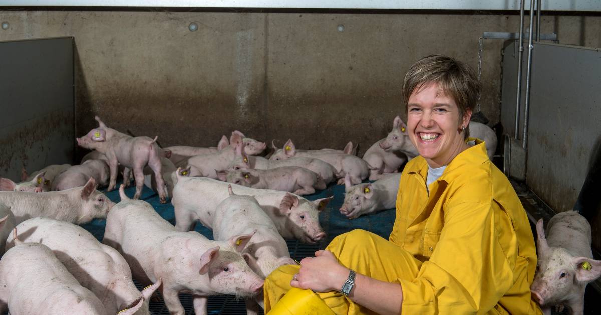 Varkensboeren snappen niets van besluit minister Schouten: ‘Zwaar teleurgesteld’