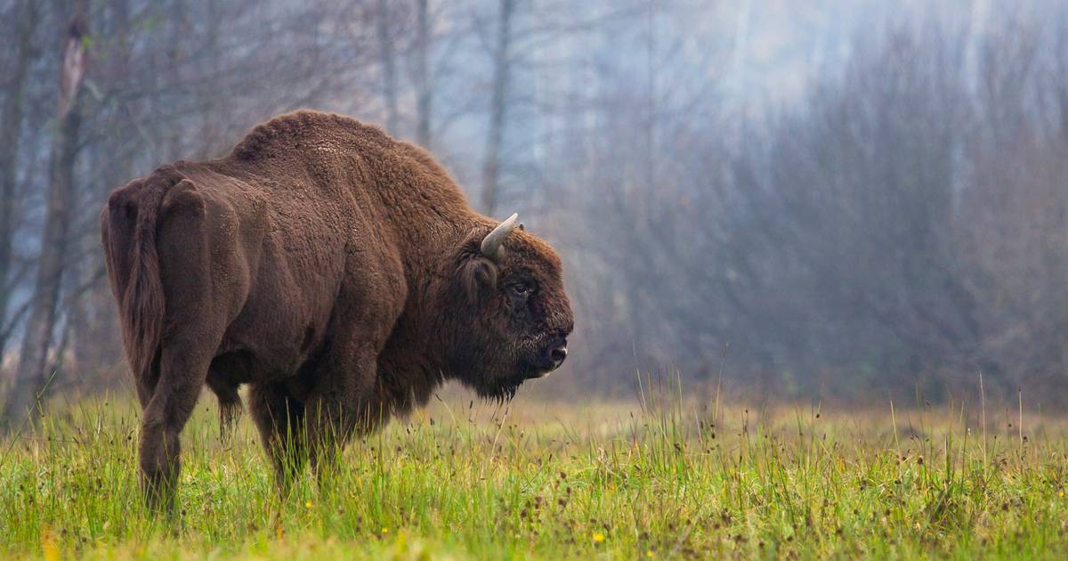 I bisonti selvatici tornano nel Regno Unito per la prima volta in migliaia di anni: ‘Lavorano come ingegneri naturali’ |  gli animali
