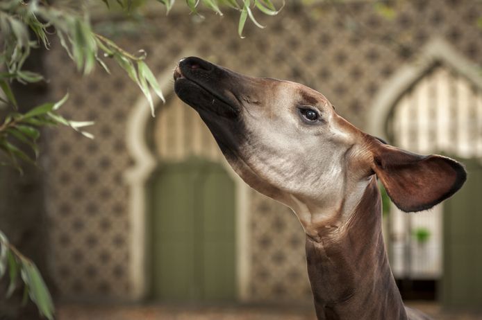 Zoo Antwerpen