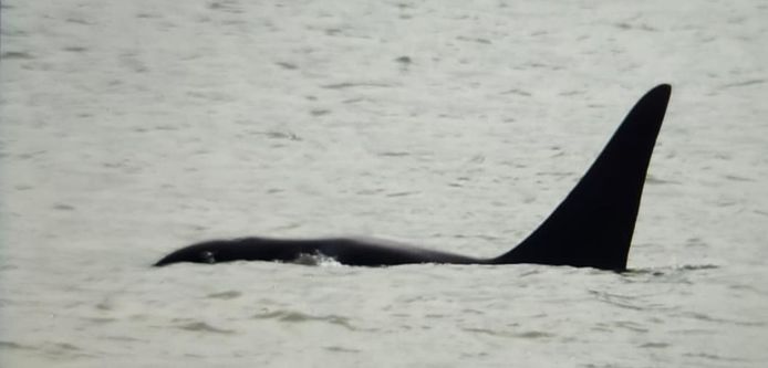 Kelle Moreau maakte zondagmorgen deze beelden van de orka toen hij voor de kust van Koksijde zwom