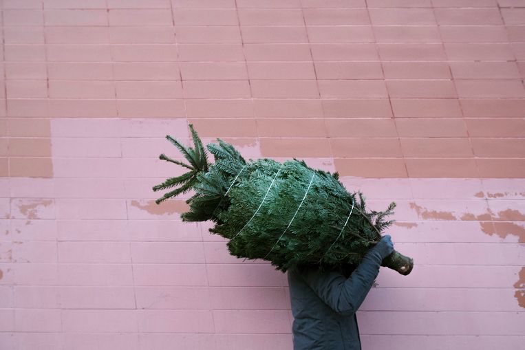 Ikea stopt met kerstbomen voor een euro: “Geen verantwoorde keuze meer” Beeld Getty Images/Westend61