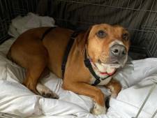 Eind goed al goed: hondje Paloma na zwerftocht terug bij baasje in Hierden