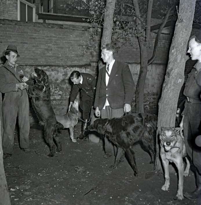 Trekhondenkeuring in april 1949 in Eindhoven