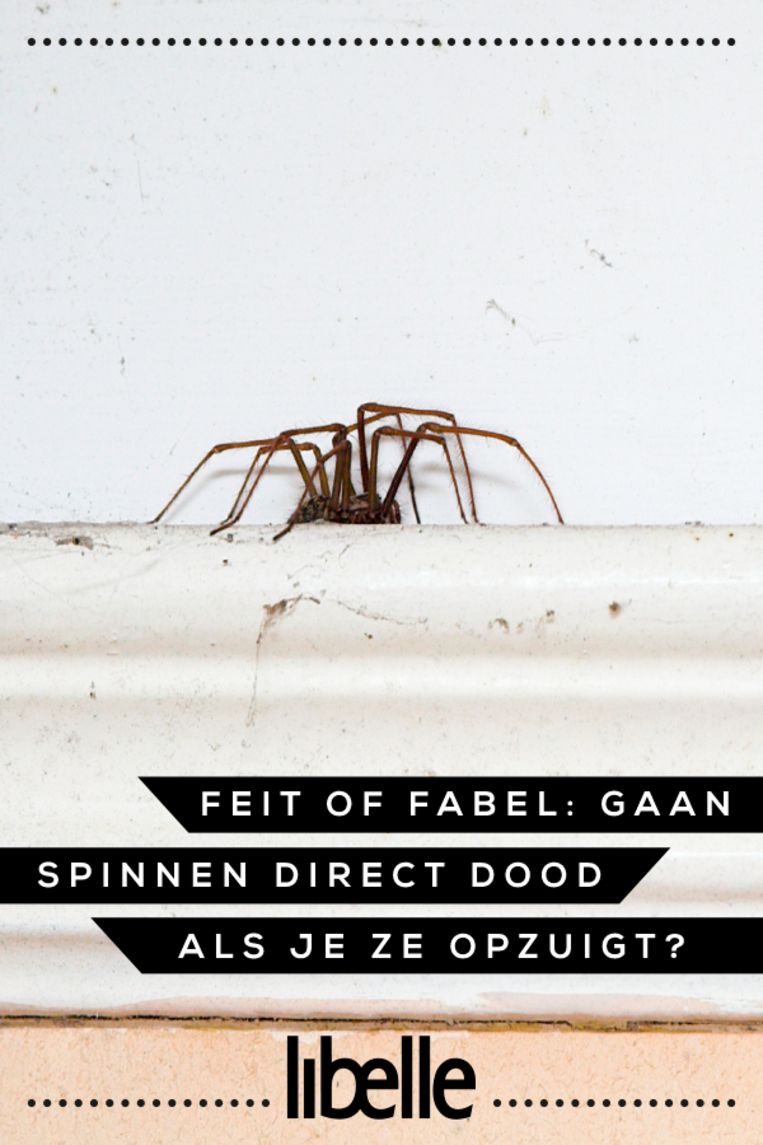 Feit of fabel: gaan spinnen direct dood als je ze opzuigt? Beeld Getty Images
