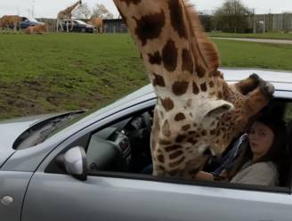 Giraf steekt zijn kop in de auto. Toeriste probeert nog raampje dicht te draaien, maar dat had ze beter niet gedaan