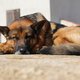 Baasje waarschuwt: hond Laika doof na afgestoken vuurwerkbom