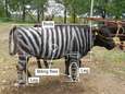 Een koe met zebrastrepen: grappig voor ons, angstaanjagend voor vliegen 