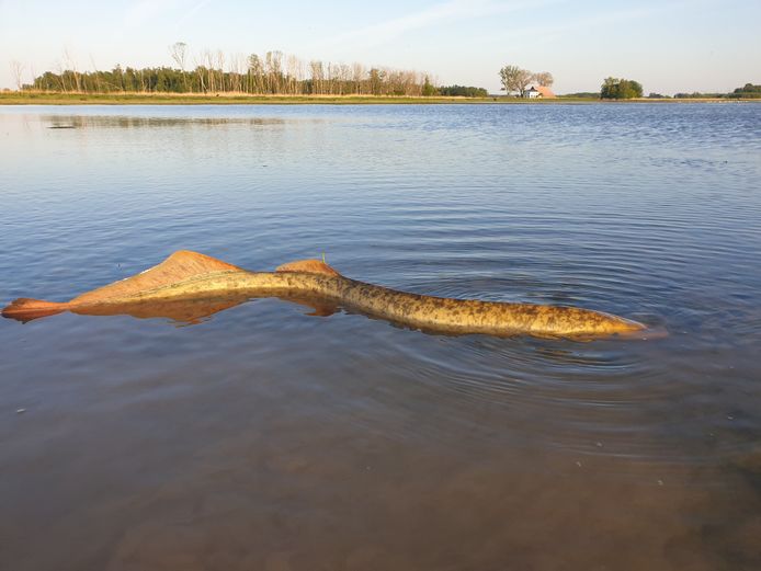 De zeldzame zeeprik. Thomas van der Es zag het dier woensdagavond in de Biesbosch zwemmen.