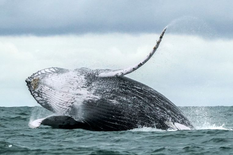 Eén walvis is bijna 2 miljoen waard | Morgen