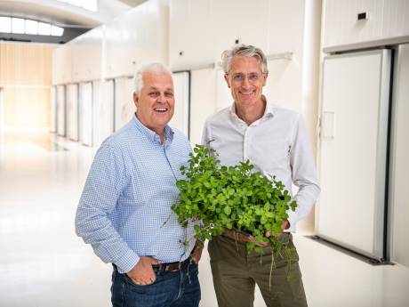 Groente van morgen komt uit gebouw in de stad: ‘Een slaplantje is bij ons veel gelukkiger’