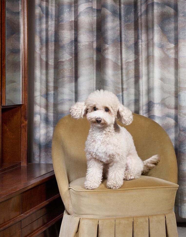 Mia is een Maltipoo, 4 jaar Beeld Jouk Oosterhof
