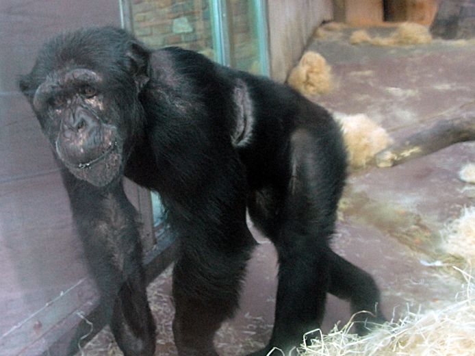 Chimpansee Chita bracht zoveel tijd door met de bezoekster dat het ongezond werd voor het onderlinge contact met de andere chimpansees.