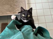 Kater Moos is een blij ei en zoekt iemand om mee te spelen