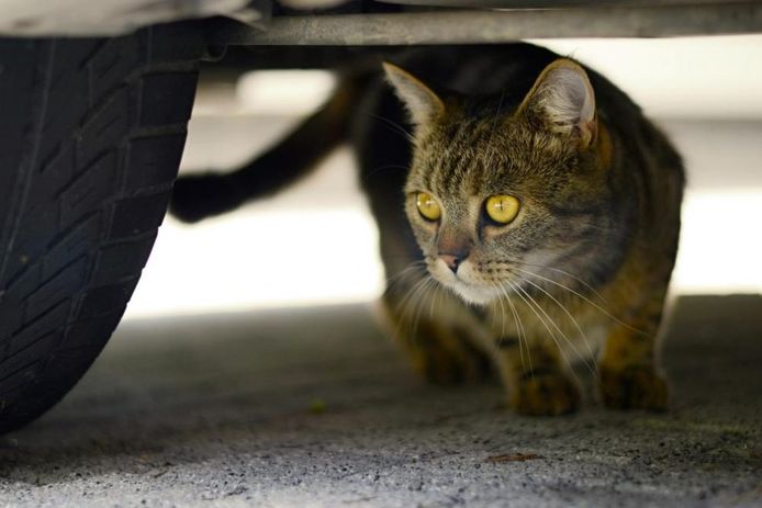 Een kat onder de auto? Dan kun je op dit eiland maar beter even stoppen.