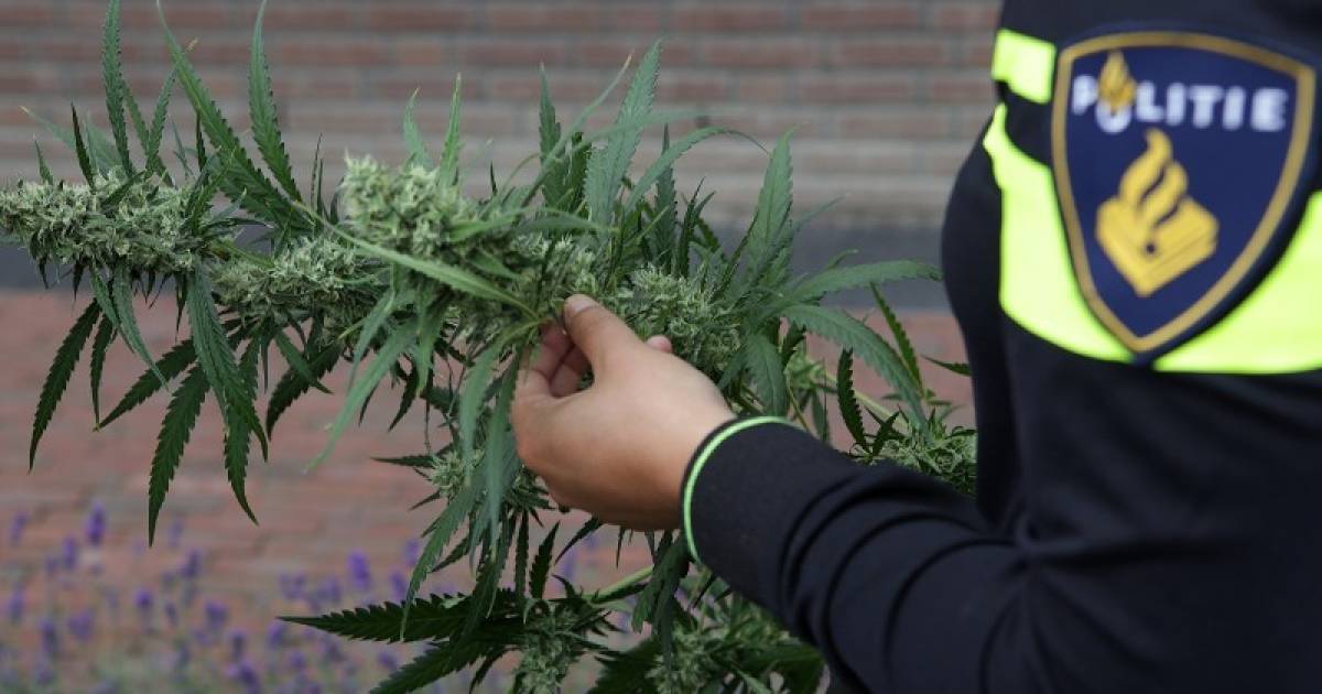Politie heeft gisterochtend Barendrechter (38) en man (27) uit Honselersdijk aangehouden nadat er een hennepkwekerij werd aangetroffen op bedrijventerrein Dijckerhoek in 's-Gravenzande..