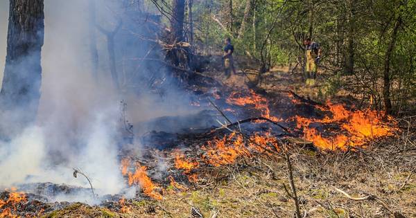 Stuk natuur zo groot als een voetbalveld in brand Peeldijk in Milheeze, brand onder controle - Eindh