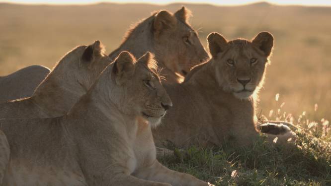 Vijf jonge leeuwen van opvang in Nijeberkoop naar reservaat in Zuid-Afrika