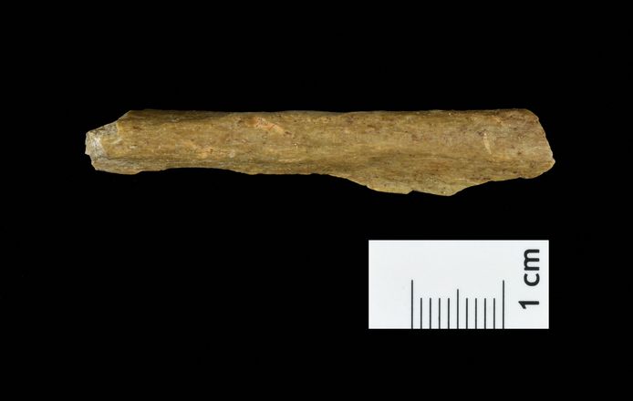 Discovery of a bone from Homo sapiens in Ranis.