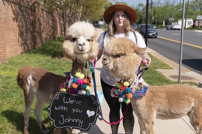Ook de alpaca's zijn blijkbaar team Johnny.