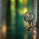 Bomenkap van bosbeheerders bedreigt de roofvogels in Drenthe: ‘Is dat het vergroten van biodiversiteit?’