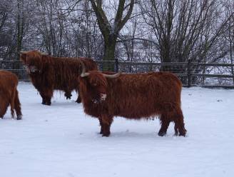 VIDEO. Schotse Hooglanders dartelen in sneeuw