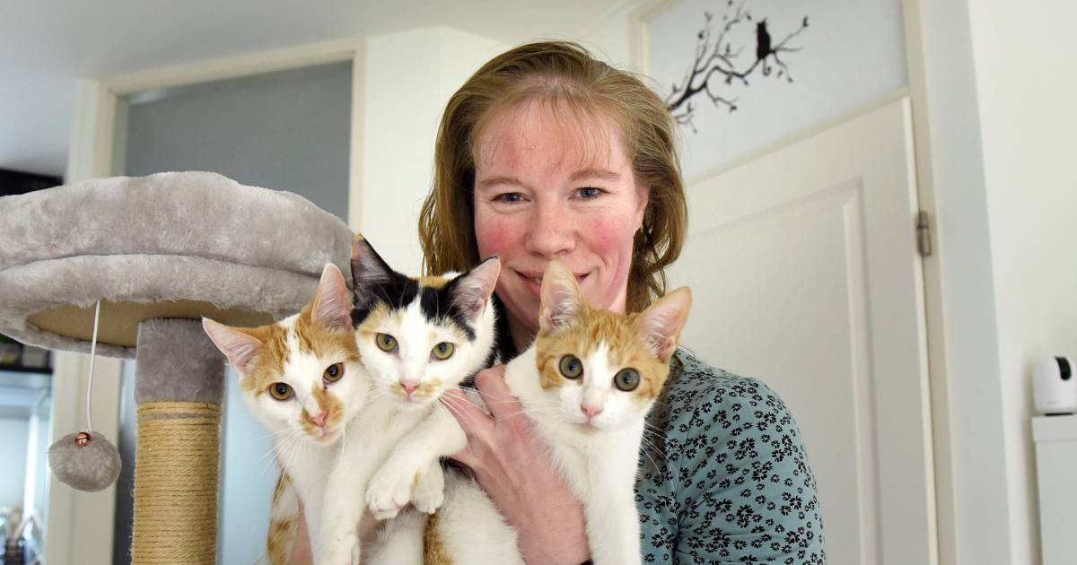 Sturen Merchandising opvoeder Op zoek naar schattig poesje? Dit asiel kan kittens aan straatstenen niet  kwijt (je kan kiezen uit 60 katjes) | Deze verhalen uit Groene Hart mag je  niet missen | AD.nl