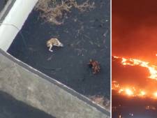 Door lava ingesloten honden op La Palma gered door onbekend team