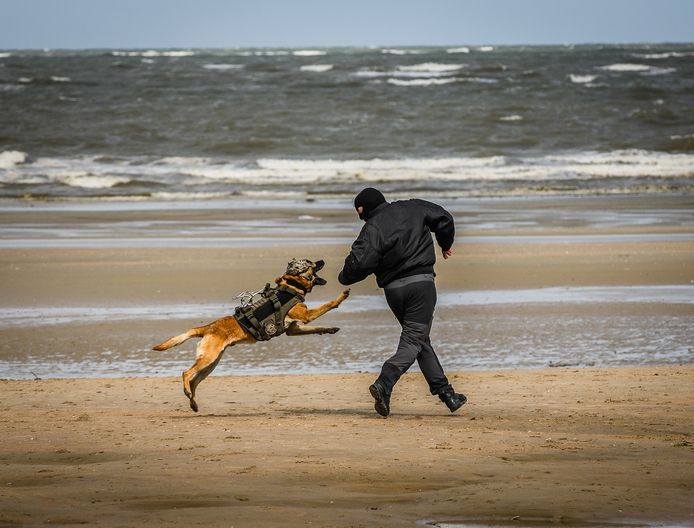 In beeld: de WVL4 National K9-Day in Koksijde. Een hond van defensie schakelt een terrorist uit.