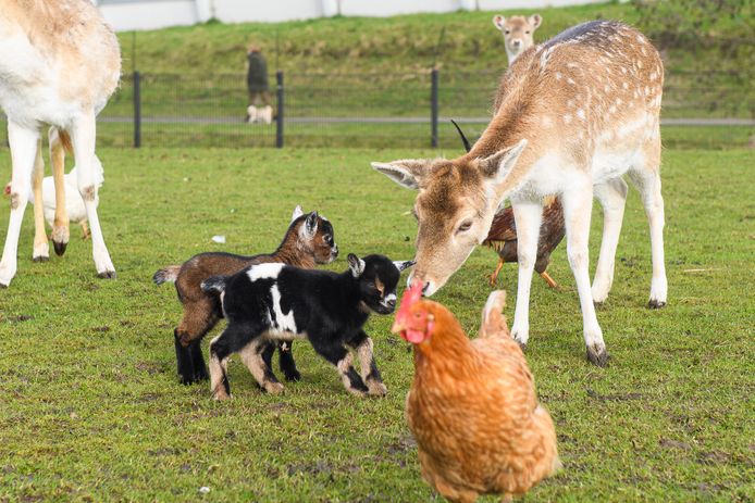 Er zijn nu al jonge geitjes in Dierenweide Park Overbos in Prinsenbeek.