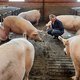 Overal hangen rode sjaals, van Jabbeke tot Maaseik: ‘Vier vijfde van de boeren heeft geen opvolger’